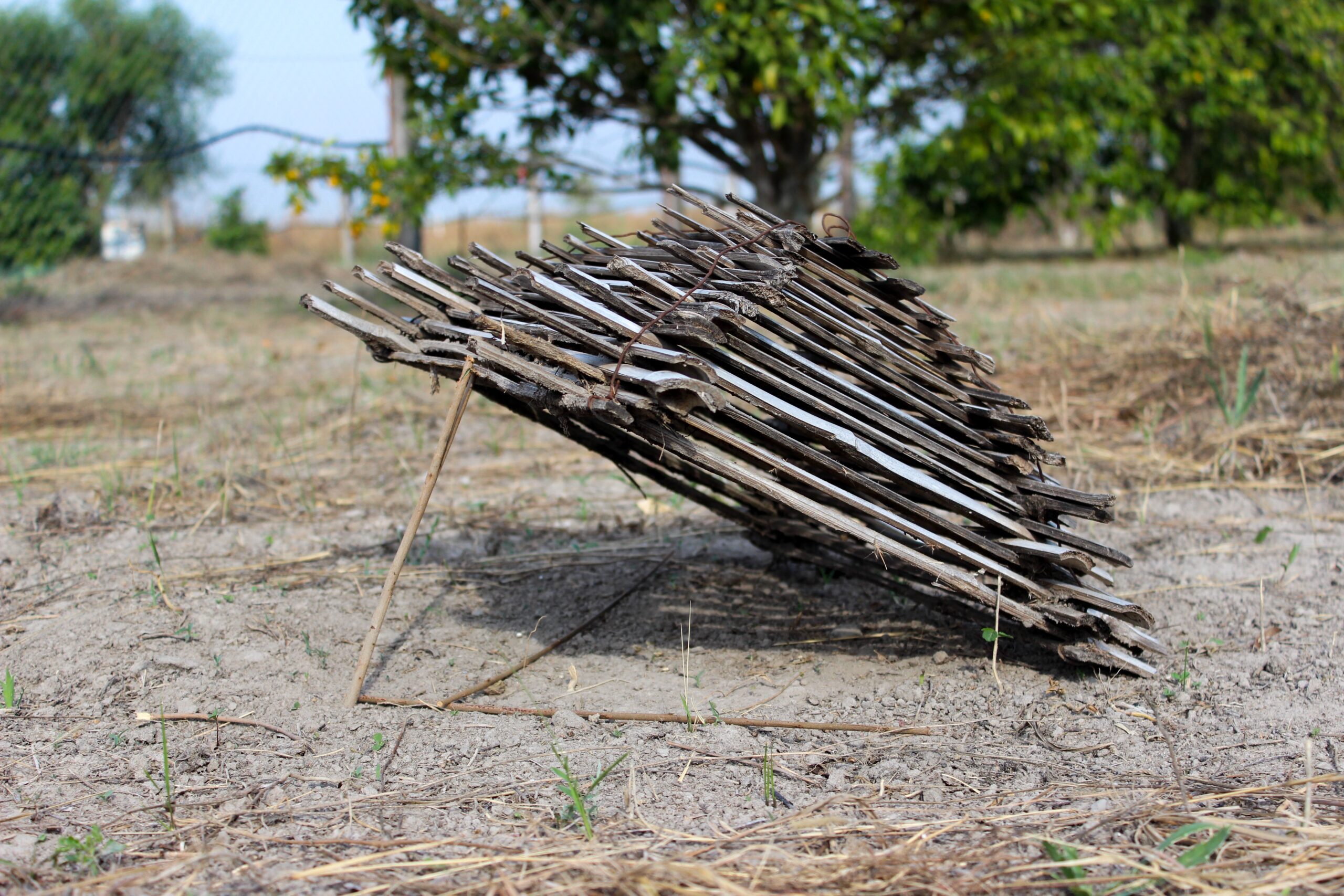 Primitive,Survival,Bird,Trap,Made,With,Sticks,To,Catch,Small